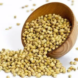 CORIANDER WHOLE 250GMS