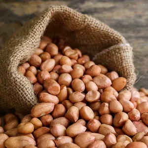 GROUND NUTS  