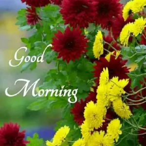 Flower🌺🌻🌹🌷