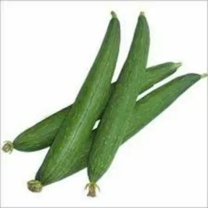 Galka (गलका)