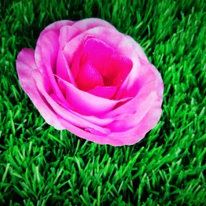 Rose Flower New