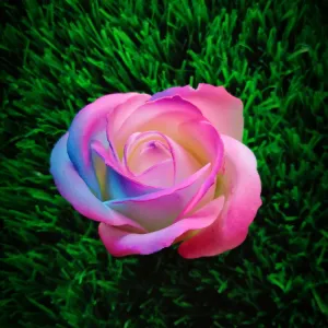 Rose Smell Flower