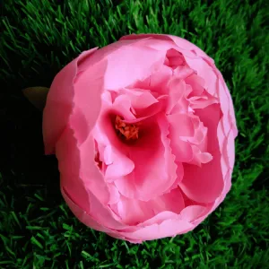 Non Edible Peony Flower 