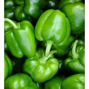 शिमला मिर्च 