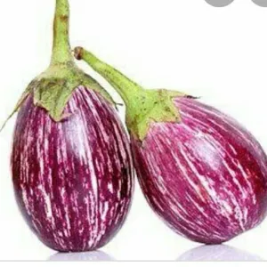 Brinjal