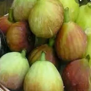 Anjeera/అంజీరా