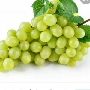 Grape's