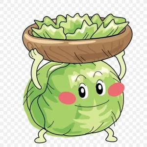 இலைக்கோசு.                                                         (ICEBERG LETTUCE) 