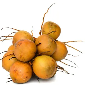  செவ்விளநீர்                    (KING COCONUT) 