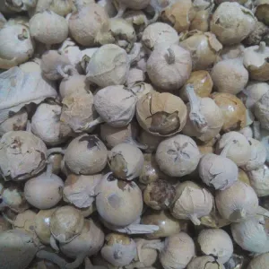 Ayurveda Paneer doda 100 gm