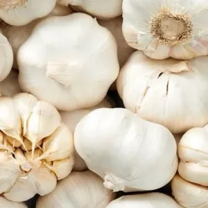 Garlic - Lehsun