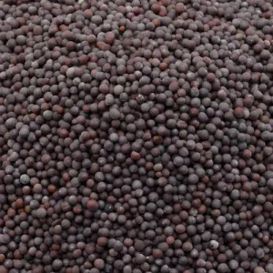 मोहरी Mustard/ Mohari ५०ग्र