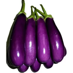 Brinjal black 