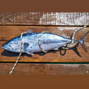 SEA WATER FISH