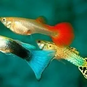 Guppy parental 