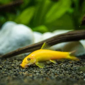 GOLDEN ALGAE EATER babies