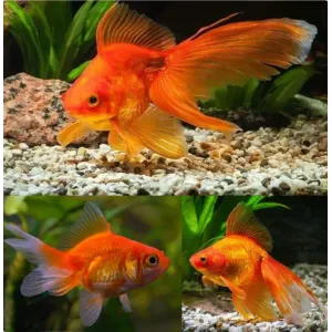 Gold Fish