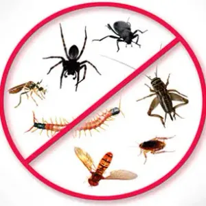 Pest control and kitchen Garden 