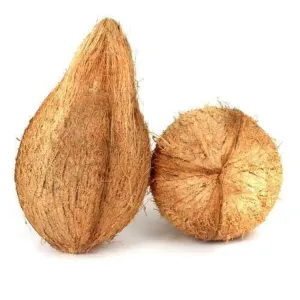 नारियल (coconut)