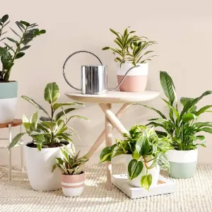 Plants