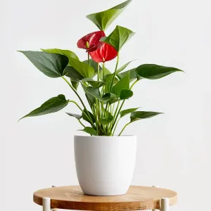 Red Anthurium
