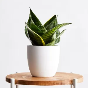 Baby Snake Plant