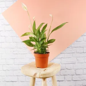 Peace Lily