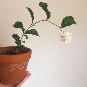 Arabian Jasmin 