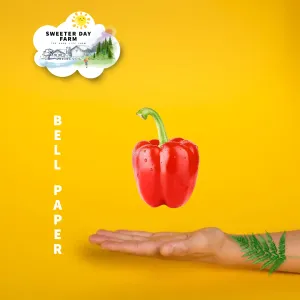 Bell Pepper