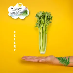 Celery