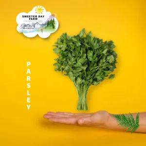 Parsley