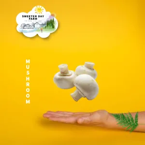 Mushroom 