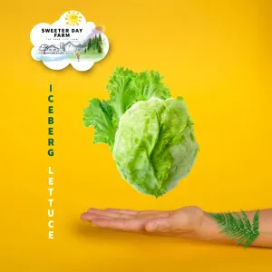 Lettuce