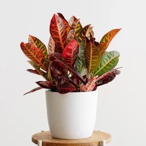 Croton Petra