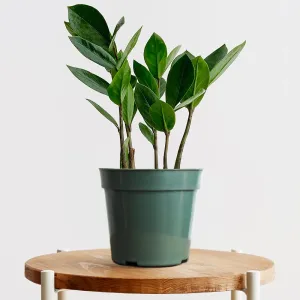 ZZ Plant