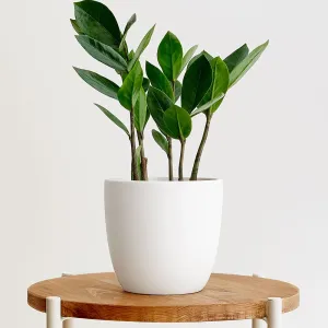 ZZ Plant