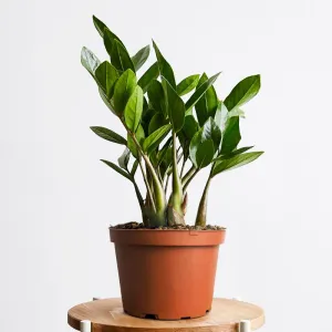 ZZ Plant