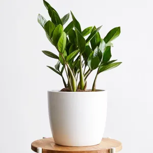 ZZ Plant