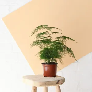 Asparagus Fern