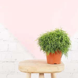 Mistletoe Cactus
