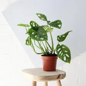 Monstera Adansonii
