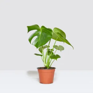 Monstera 