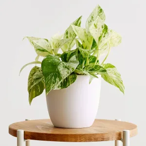 Marble Queen Pothos