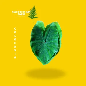 Colocasia Leaves