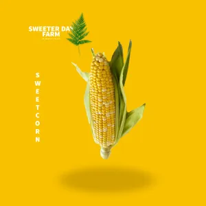 American Corn