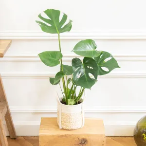 Monstera 