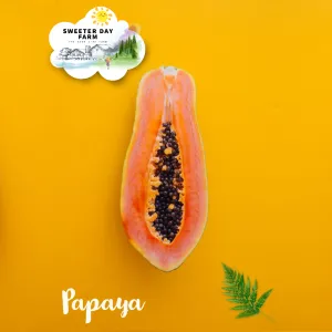 Papaya