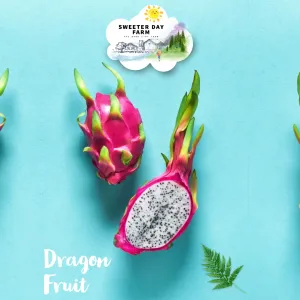 Dragon Fruit
