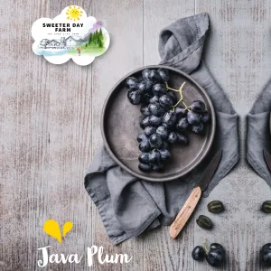 Java Plum (jamun)