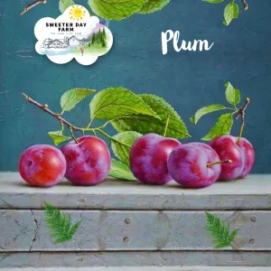 Plum (Important)